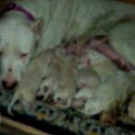 Faith with her newborn pups.