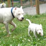 Dante with the pick of the little female dogo Violet. She was a big beautiful, friendly girl!