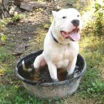 Dante cooling off on a hot summer day, Crazy dog!