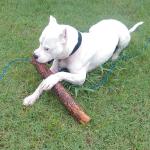 Dante doesn't fetch sticks, he plays fetch with logs. 