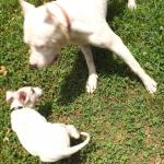 Rosie playing with the pirate pup Alex summer 2016.