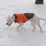 Dante playing in the snow, I always put a jacket on my dogos when it's cold out.